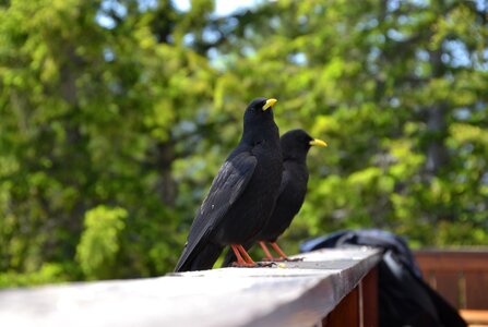 Black animal animal world