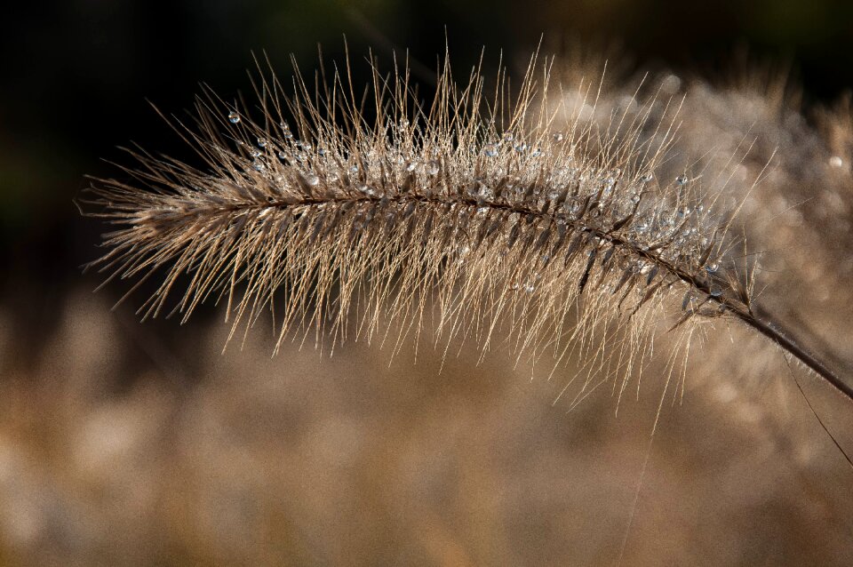 Macro backlight nature