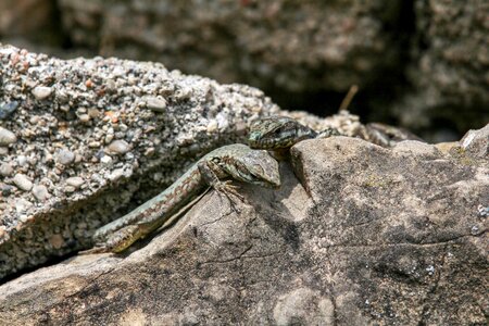 Stone lizard reptile