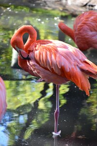 Zoo pen plumage