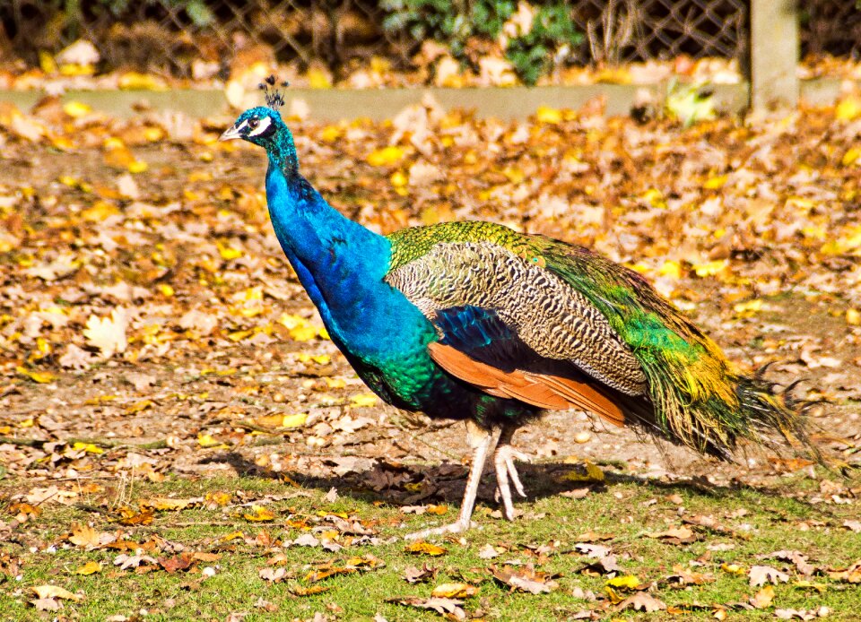 Colorful feather iridescent