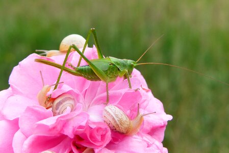 Snails rose flower