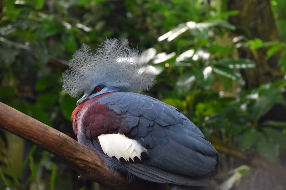 Pen colorful plumage