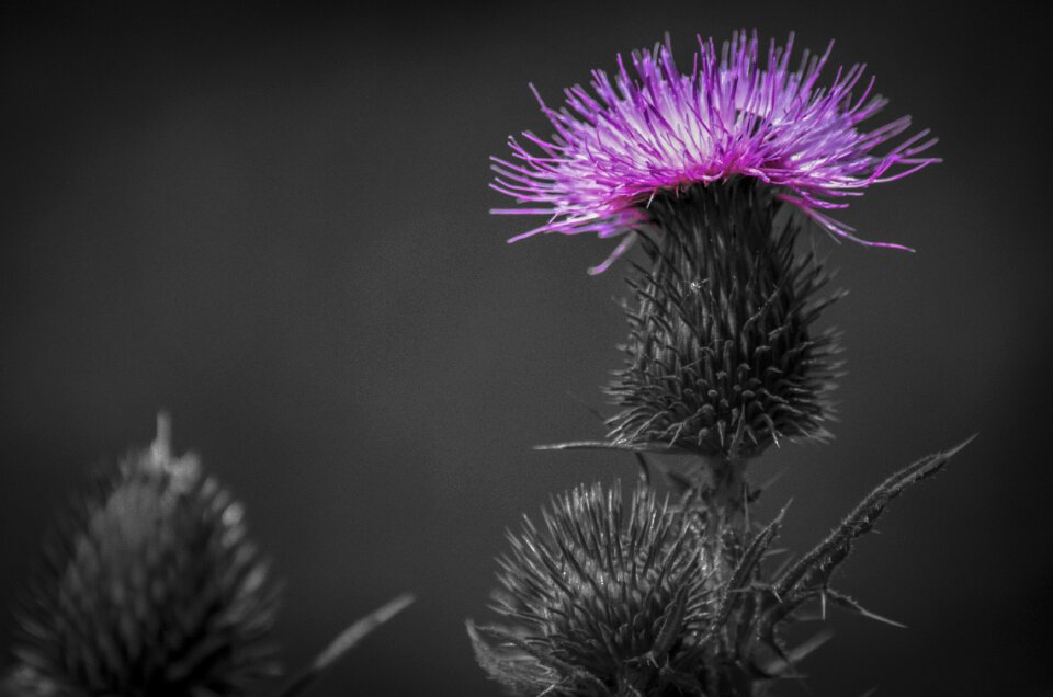 Natural flower flowers nature