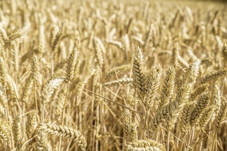 Grain field harvest