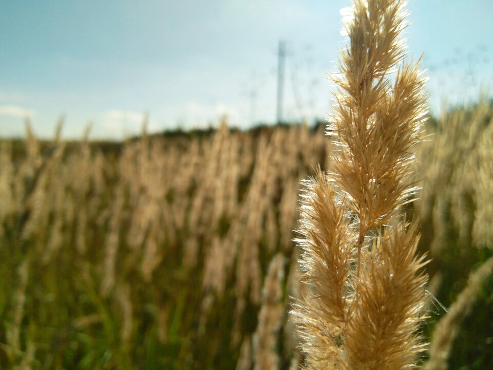 Landscape no one wheat