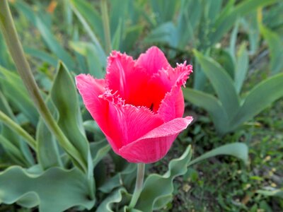 Tulip flower spring