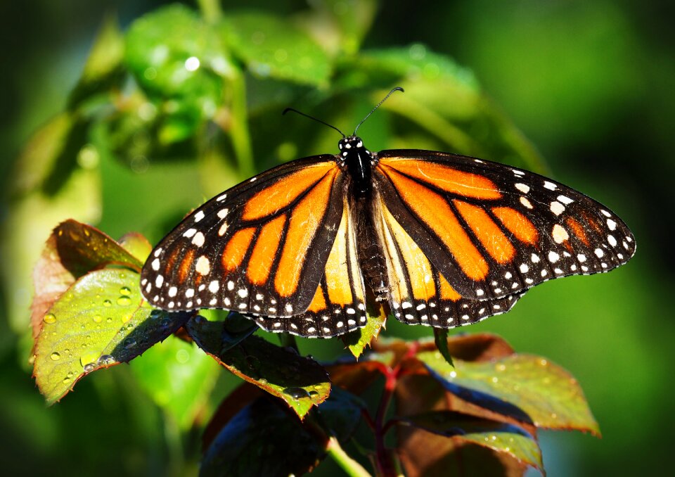 Outdoors wing invertebrate photo