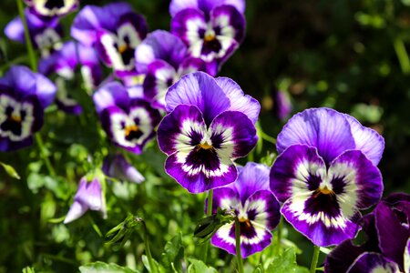 Purple violet floral photo