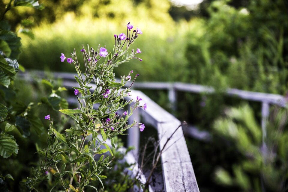 Nature reserve boardwalk landscape