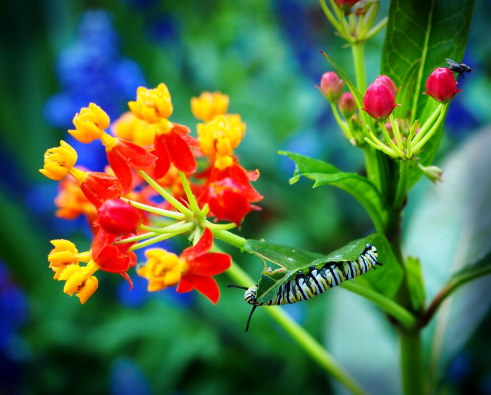 Garden flora summer