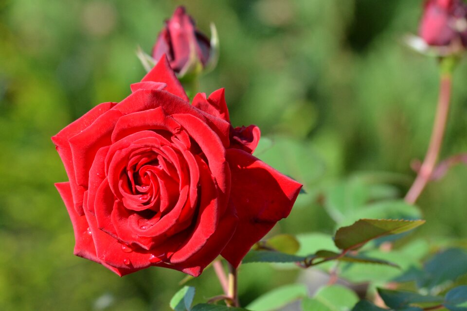 Rose bloom red rose garden rose