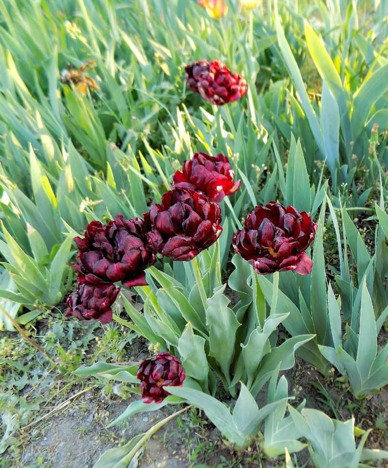 Black flowers spring