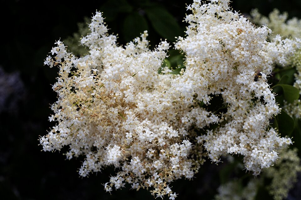 Garden plant summer