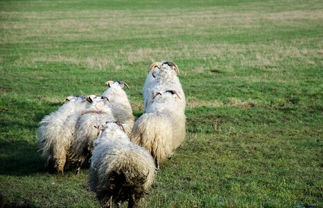 Animals wool landscape photo