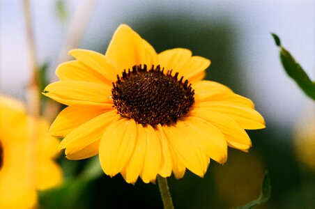 Film flowers yellow photo