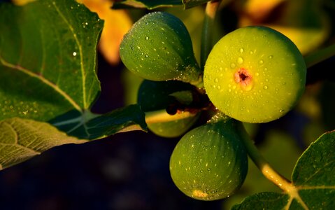 Green figs fruit sweet photo