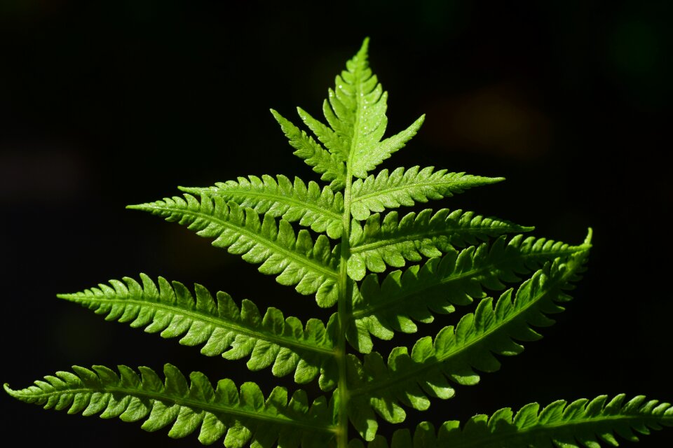 Plant nature fern plant photo