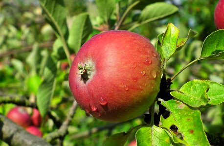Vitamins mature closeup