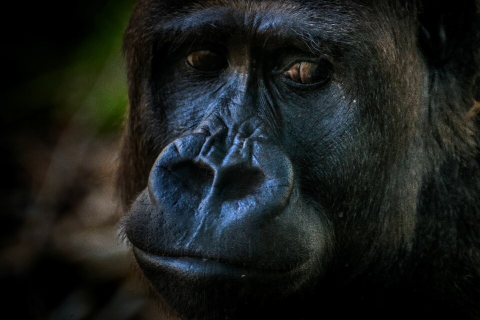 Animal furry portrait