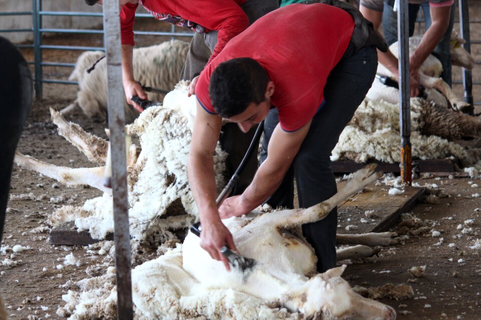 Merino wool animals
