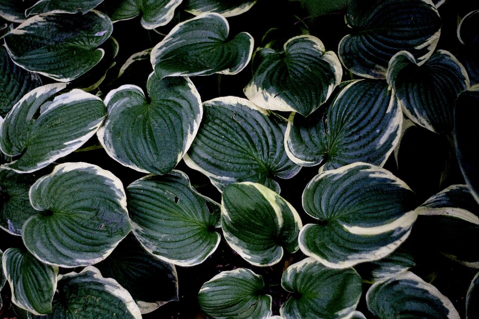 Leaf geometric plant