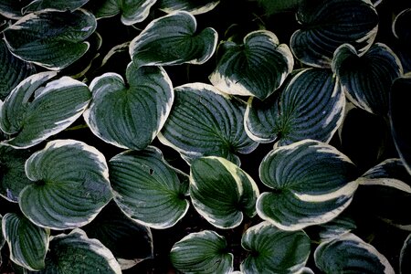 Leaf geometric plant photo