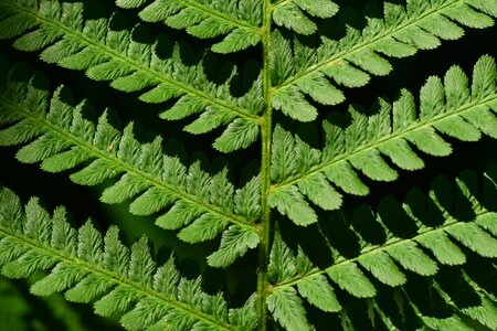 Close up macro structure photo