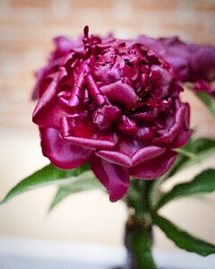 The stem flowers plant