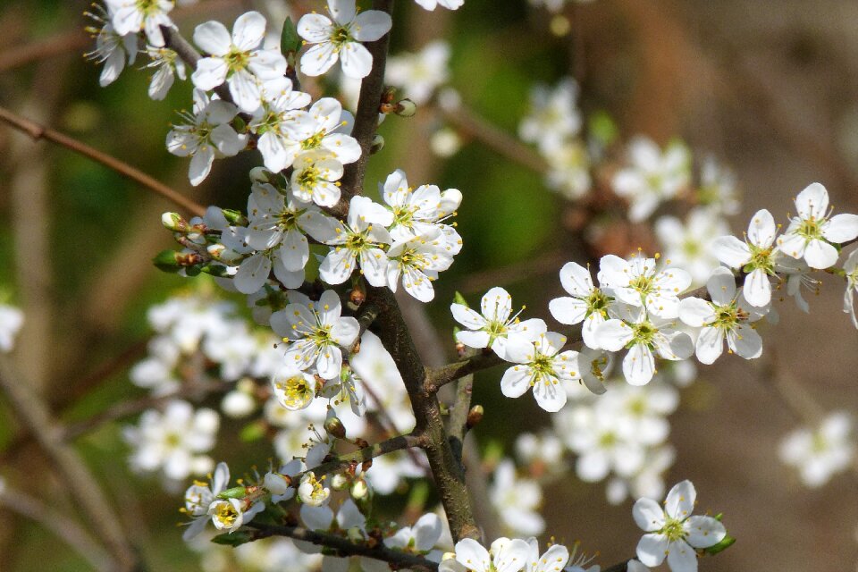 Petal cherry wood spring