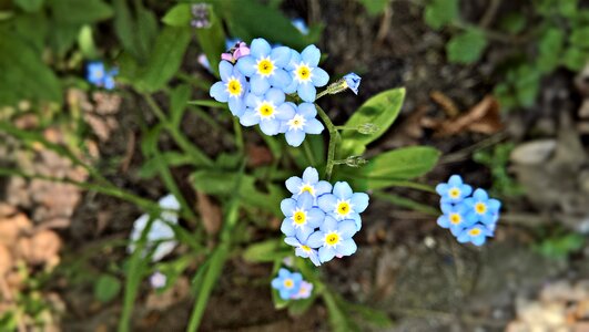 Bright blue flowers small yellow pollen tubes
