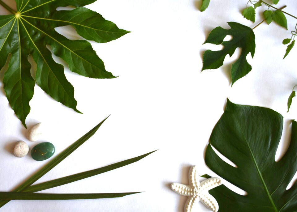 Exotic summer plants
