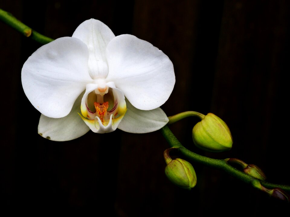 Petal leaf orchid