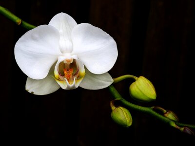 Petal leaf orchid photo