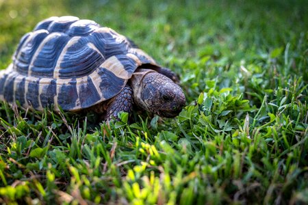 Grass greek turtles panzer photo