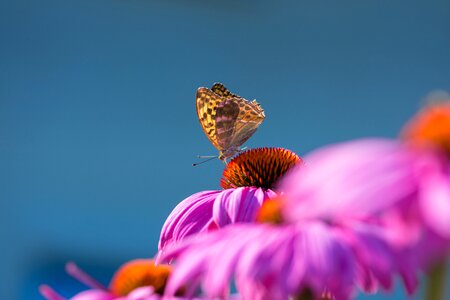 Coneflower insect animal