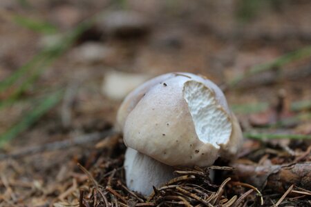 Forest l the growth of the