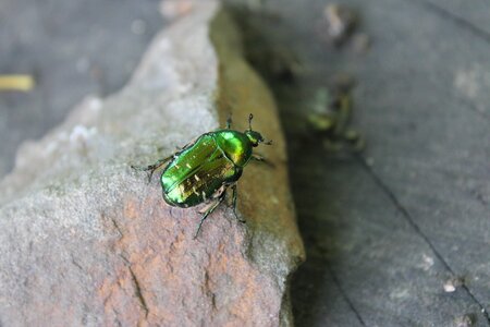 Green nature macro