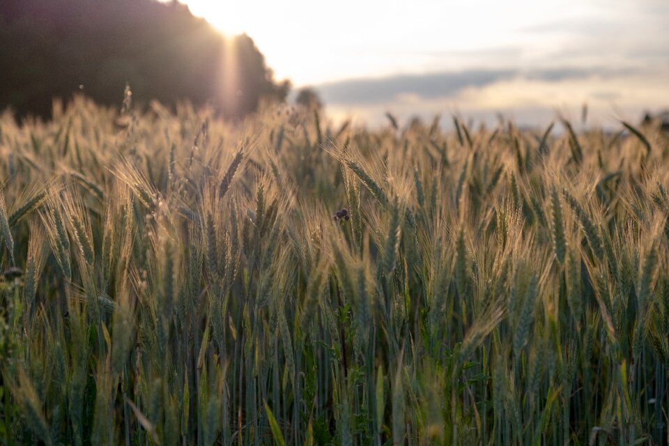 Spike field green