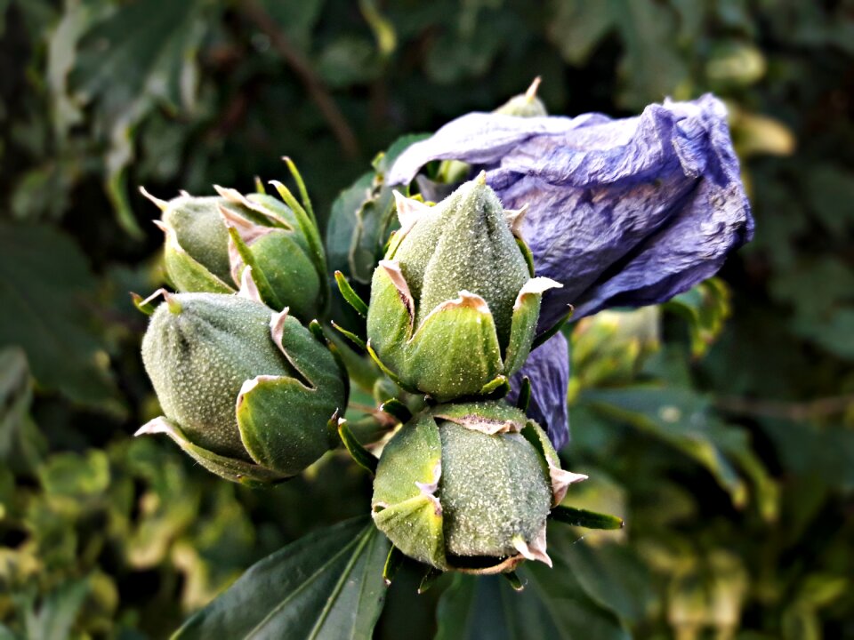 Garden bud blue