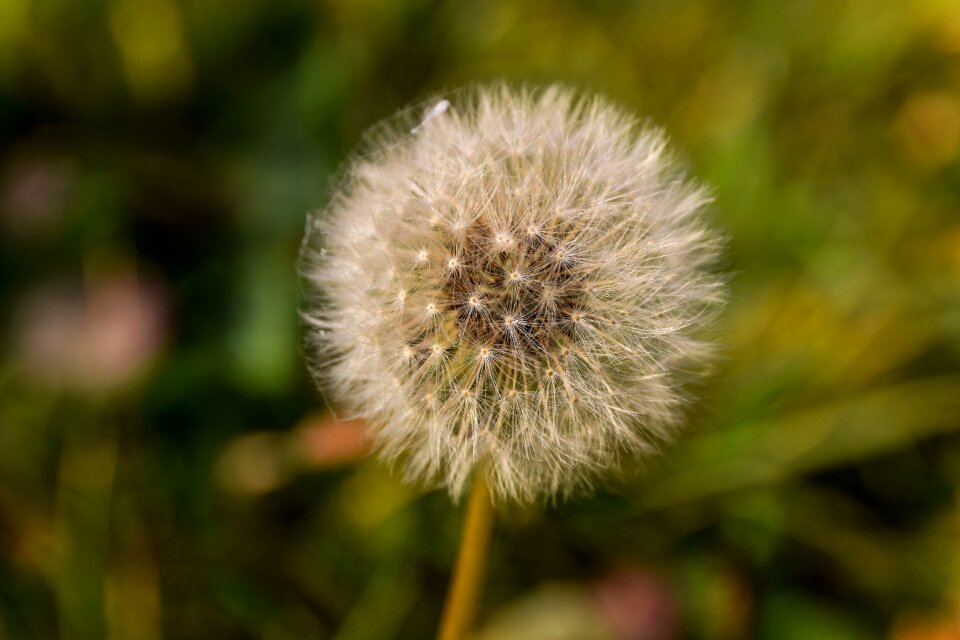 Dandelion flower nature