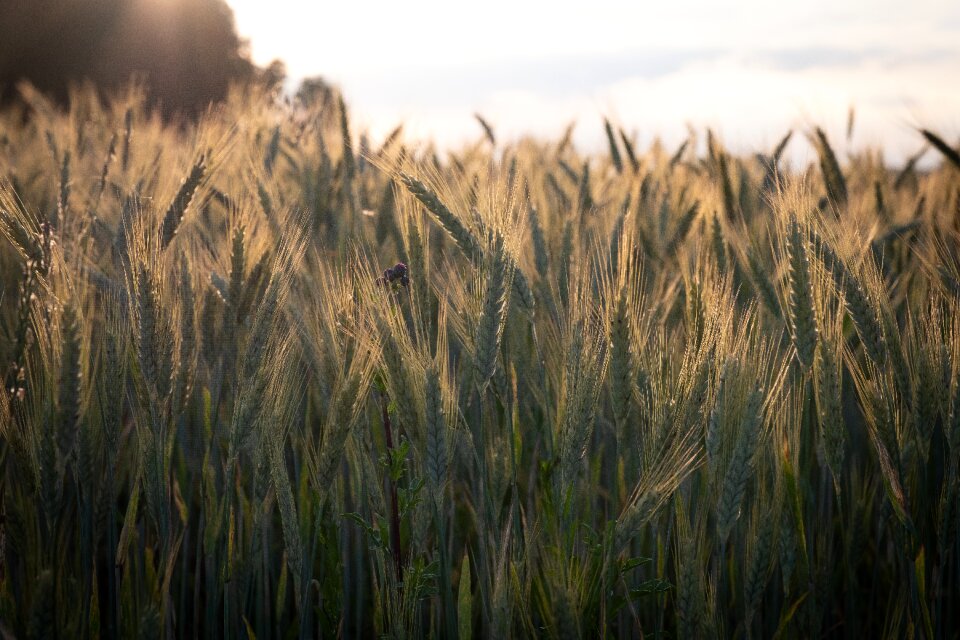 Spike field green