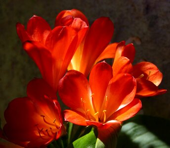 Chiaroscuro beauty ornamental plant