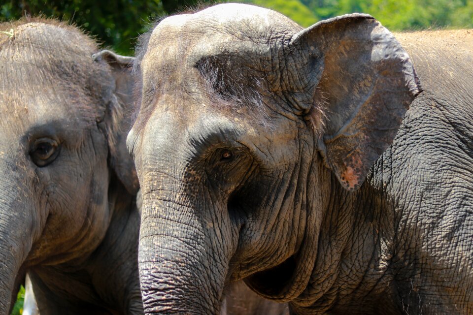 Animal elephant zoo