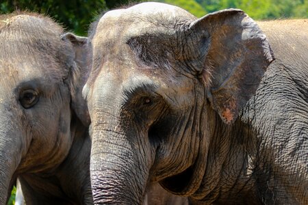 Animal elephant zoo photo