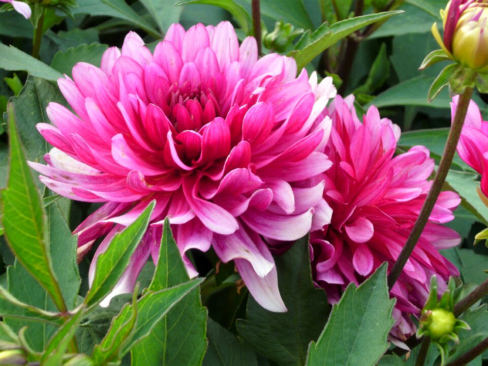 Plant nature garden