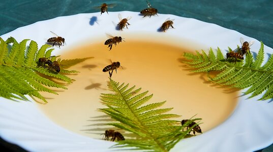 Honey water drought food
