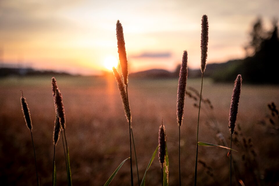 Spike field green
