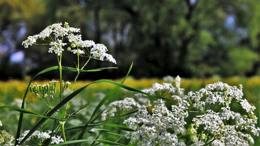 Nature flower plant