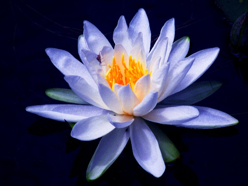 Bloom white garden